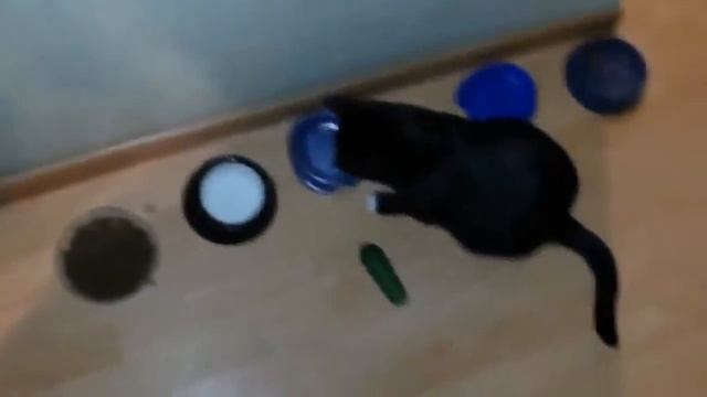 СМЕШНЫЕ КОТЫ - коты пугаются огурцов и подскакивают))) - смешное видео, приколы, смотреть онлайн смотреть онлайн