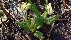 Где и когда искать сморчки!