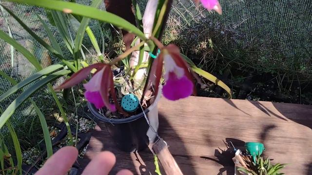 Florações e homenagem a alguns dos muitos canais que sou fã aqui no YouTube!!🙏❤️ смотреть онлайн