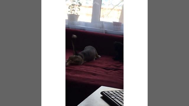 ДОМ, СЕМЬЯ, ДОМАШНИЕ ПИТОМЦЫ😁 смотреть онлайн