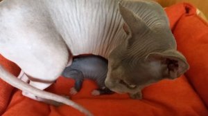 Как определить ПОЛ котёнка Канадский сфинкс