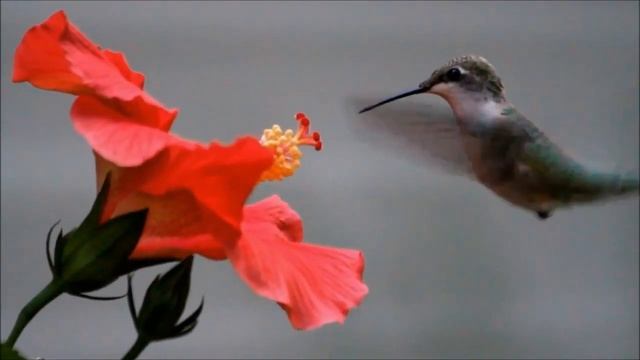Can you keep hummingbird as a Pet? смотреть онлайн