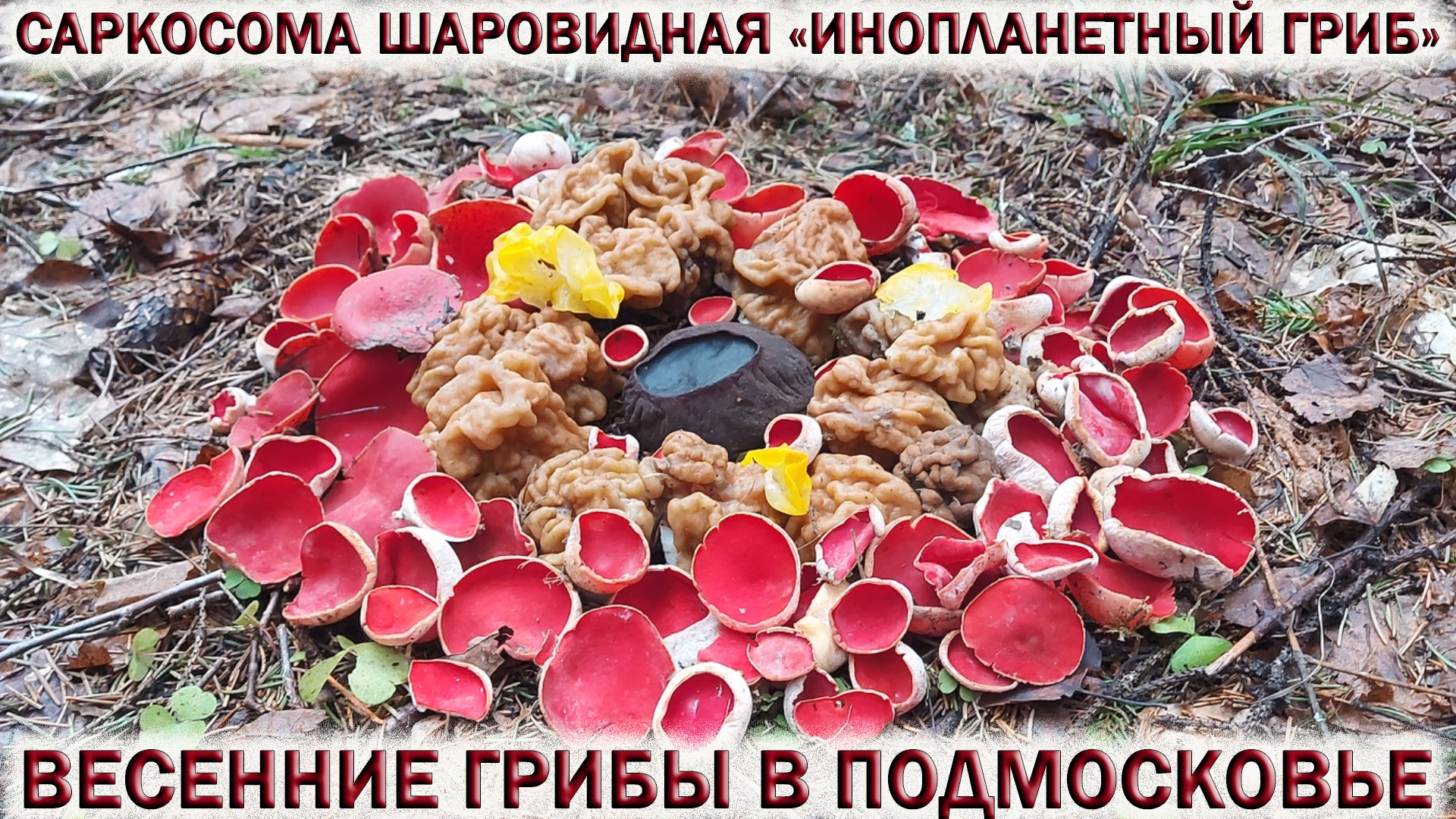 ?ИНОПЛАНЕТНЫЙ ГРИБ?САРКОСОМА ШАРОВИДНАЯ.?СТРОЧКИ, САРКОСЦИФА.?Весенние грибы 2022 в Подмосковье смотреть онлайн
