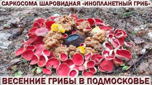 ?ИНОПЛАНЕТНЫЙ ГРИБ?САРКОСОМА ШАРОВИДНАЯ.?СТРОЧКИ, САРКОСЦИФА.?Весенние грибы 2022 в Подмосковье
