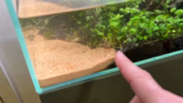 BRUTAL ALGAE REMOVAL FOR INSTANT IMPROVEMENT!! смотреть онлайн