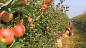 Яблоня гибридного сорта Антей