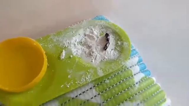 ЭУБЛЕФАР / РАСТЁТ ОХОТНИК. смотреть онлайн