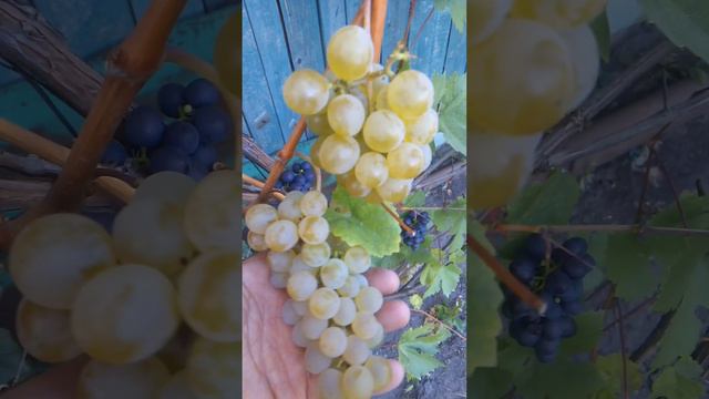 Виноград Кристал смотреть онлайн