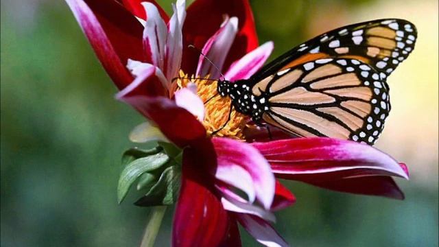 Виртуозы Москвы - Корелли. Шутка смотреть онлайн