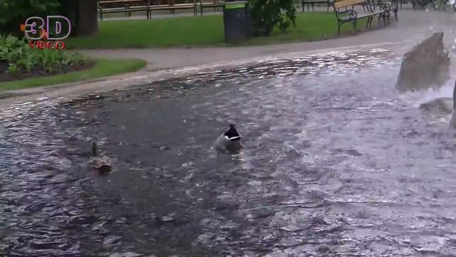 Венская Ратуша. Вена Австрия. Обзор центра Вены. смотреть онлайн