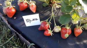 Ирма (ремонтант) клубника, описание сорта( Итальянский сорт)