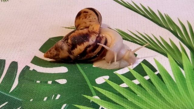 Как содержать улиток? | Содержание улиток | На чём содержать улиток? | Snails for you смотреть онлайн