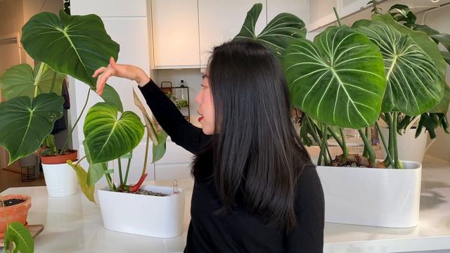 Philodendron Gloriosum | Regular form vs Dark form | Heart shape leaves | Gloriosum comparison смотреть онлайн