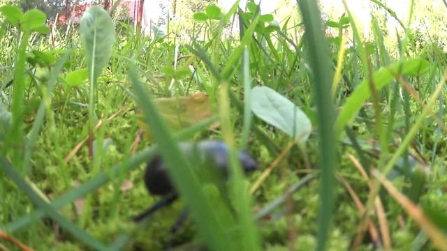 жук навозник в поселке Зеленая Роща смотреть онлайн