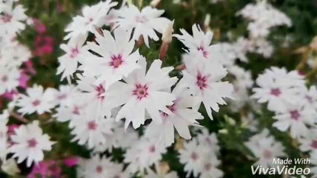 Красота природы к осени... смотреть онлайн