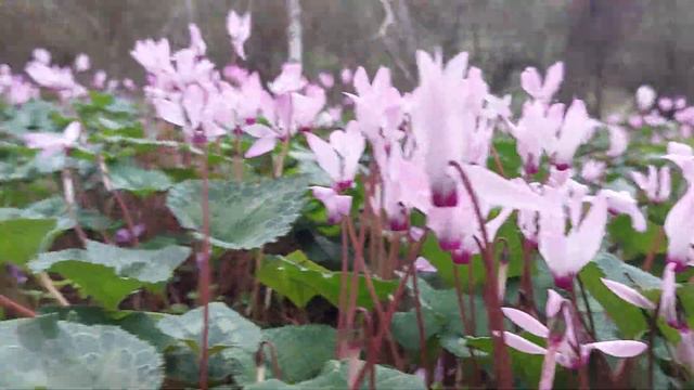 Cyclamen blossom at the forest смотреть онлайн