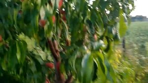 Персик Уфо4