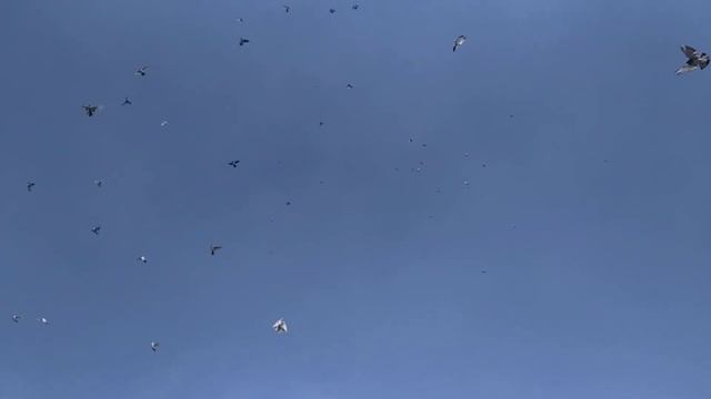 Большая стая ПАКИСТАНСКИХ голубей! смотреть онлайн