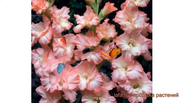 Гладиолус гофрированный Раффлд Пинк (gladiolus) ? обзор: как сажать, луковицы гладиолуса Раффлд Пин смотреть онлайн