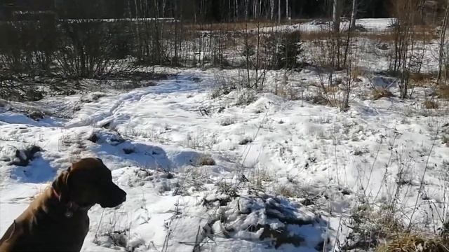 Родезийский риджбек Боня - повседневное) смотреть онлайн