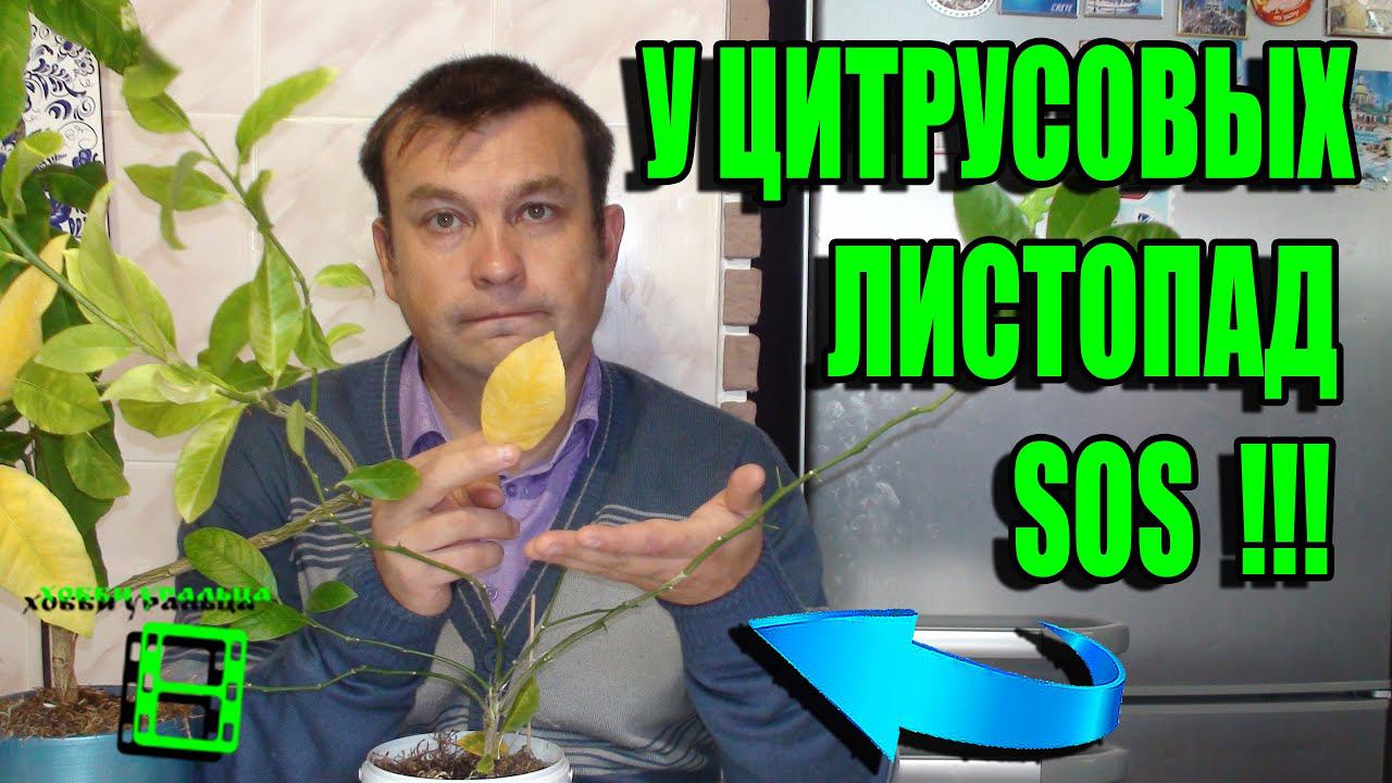 ЛИСТОПАД У ЦИТРУСОВЫХ. ЧТО ДЕЛАТЬ? В ЧЕМ ПРИЧИНА ОПАДЕНИЯ ЛИСТЬЕВ? ЦИТРУСОВЫЕ