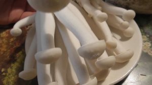 Сбор грибов шимеджи, опят в домашних условиях