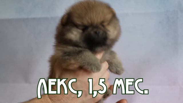 Померанский шпиц, Лекс, 1,5 месяца смотреть онлайн