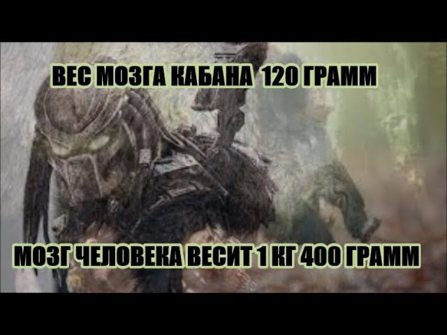 СТРЕЛЯЕМ НОЧЬЮ БЕЗ ОПТИКИ смотреть онлайн