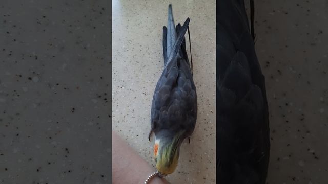 Корелла и браслет #корелла #птица #попугай #птицы #попугаи #домашняяптица #прогулка смотреть онлайн