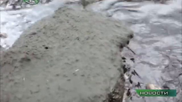 В прибрежных водах Байкала обнаружено присутствие сакситоксина смотреть онлайн