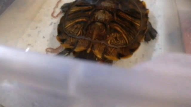 Красноухая черепаха. Кормление дождевыми червями смотреть онлайн