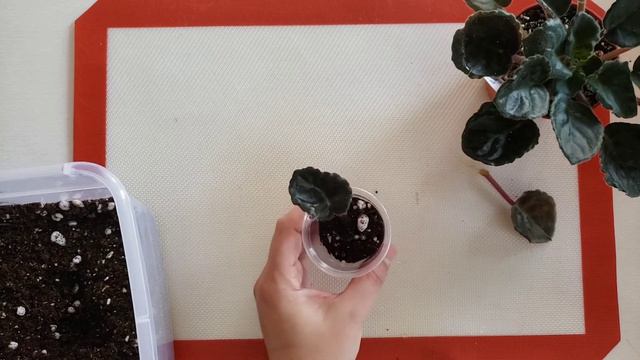 African violet Saintpaulia easy & simple propagation from leaf to plantlet смотреть онлайн