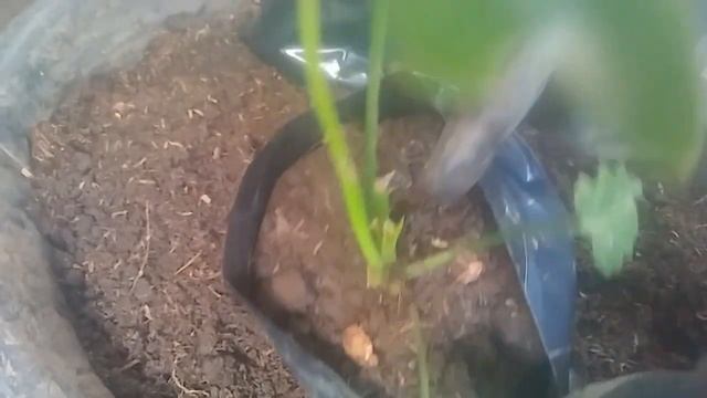 Xanadu Philodendron Propagation | Paano Magparami ng Xanadu Plant смотреть онлайн