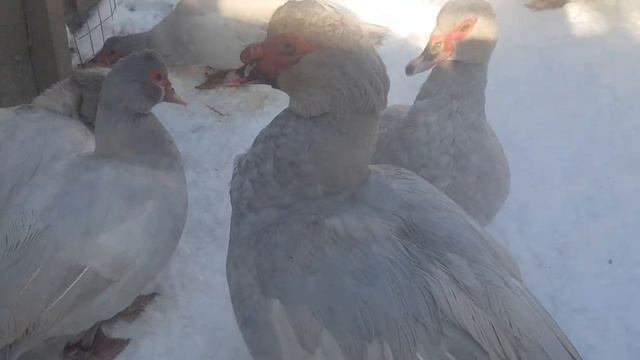 Зимовка мускусных уток, окрас перламутровый( серебро) -20°С- та не вопрос! Без отопления!!!! смотреть онлайн