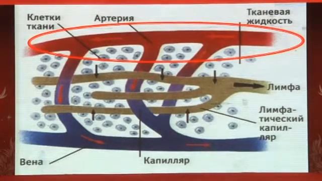 Мизиркеева С. И. "Где искать иммунитет?" смотреть онлайн
