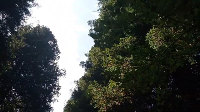 Аллея секвойи в Парке Южных Культур Адлер Сочи. смотреть онлайн