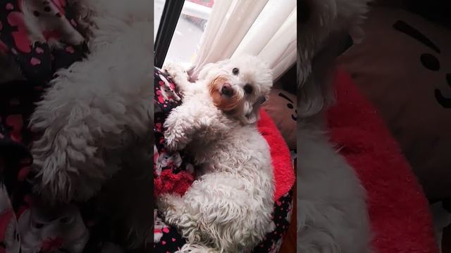 algo xD смотреть онлайн