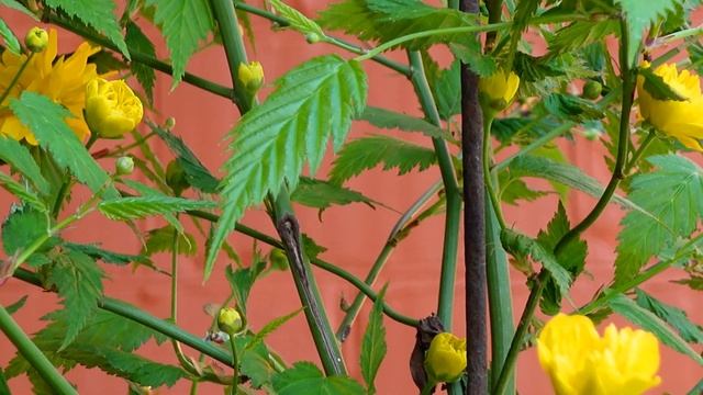 Ранние цветы весной - Домашние цветы цветущие рано смотреть онлайн