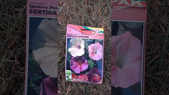 Ipomea tricolor da isla pak sortida смотреть онлайн