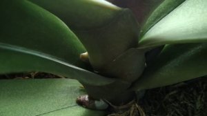 Как отличить цветонос от корня у орхидеи. Видео для новичков. #отличитьцветоносоткорня #орхидеи