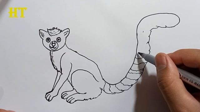 How To Draw A Lemur Step By Step | Easy Animals To Draw