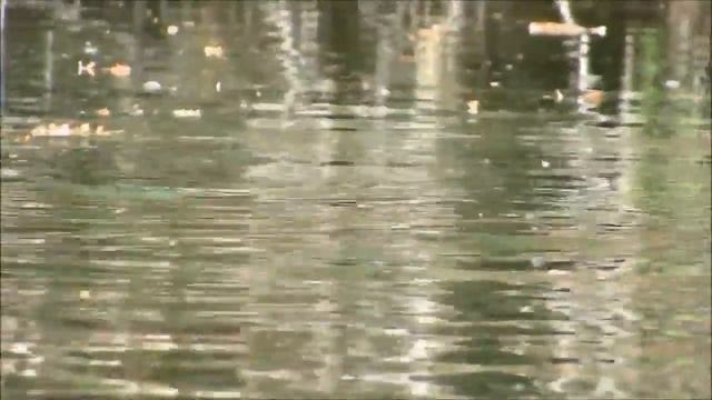 Огромные карпы на поверхности воды !!! смотреть онлайн