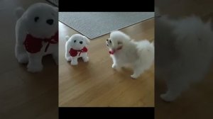 Забавные и милые шпицы | Топ-подборка видео приколов про шпицев