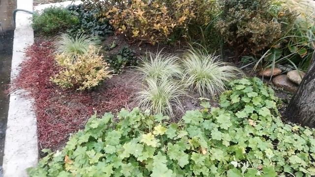 22.10.2020. Уголок с осокой и можжевельником Лайм глоу. смотреть онлайн