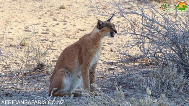 Caracal - The largest of the small cats in Africa смотреть онлайн