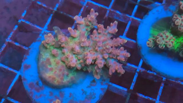 Australian Acro «REEF EXCLUSIVE» смотреть онлайн