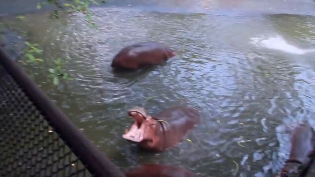 VLOG: Таиланд ♡ Как сделать предложение девушке?! ♡ Смотреть ДО КОНЦА! смотреть онлайн