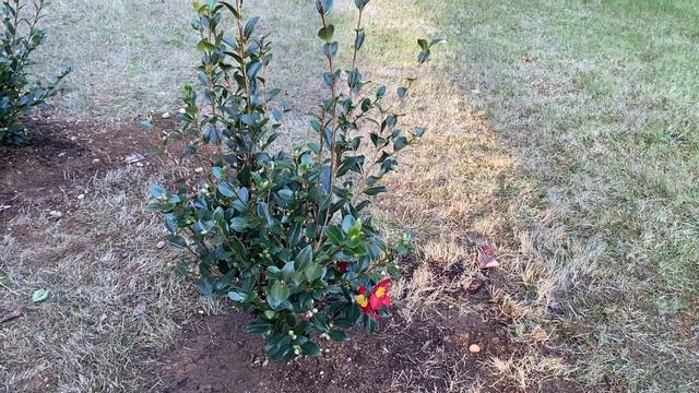 Planting my first camellia sasanqua living screen and I love it! смотреть онлайн