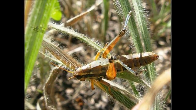 Блестянка огневая смотреть онлайн