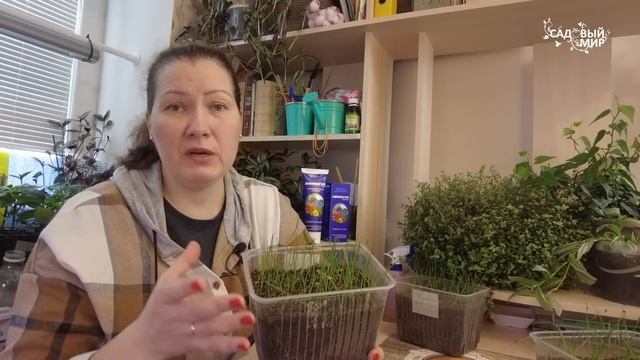 ПЕРВАЯ СТРИЖКА РАССАДЫ ЛУКА ЭКСИБИШЕН. ВЫРАЩИВАНИЕ РАССАДЫ КРУПНОГО ЛУКА ЭКСИБИШЕН смотреть онлайн